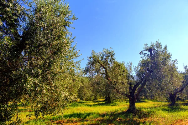 Plantage Mit Alten Olivenbäumen — Stockfoto