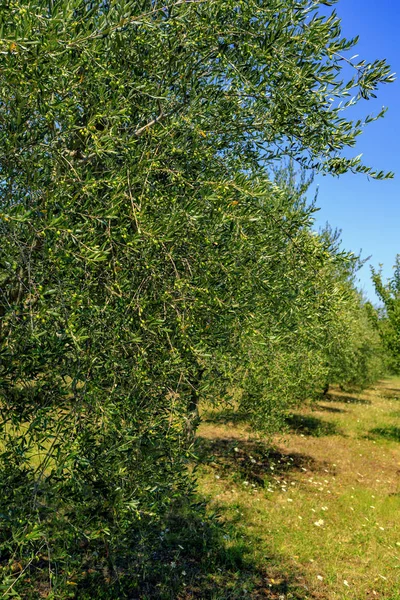 Plantación Con Olivos Viejos — Foto de Stock