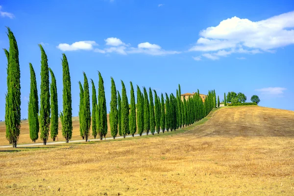 イタリアサイプレスの木の行と道路農村風景 — ストック写真