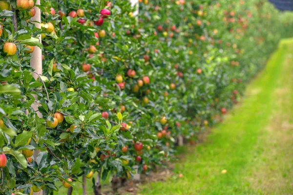 Gyümölcsfák Őszi Gyümölcsös Napsütésben Stock Kép