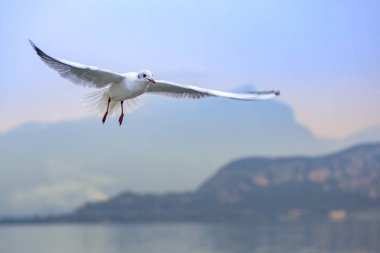 garda gölü üzerinde yükselen martı
