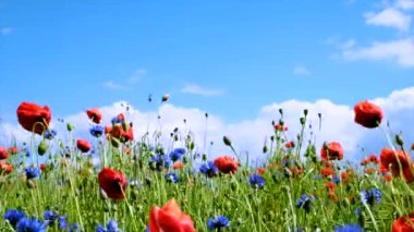 Yaz çiçekleri rüzgarda sallanıyor güneşli bir yaz gününde