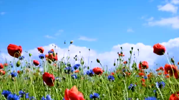 Las Flores Verano Balancean Viento Día Soleado Verano — Vídeos de Stock
