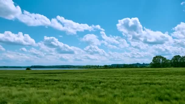 champ de blé thimelapse avec un lac en arrière-plan par une journée ensoleillée d'été avec des nuages .