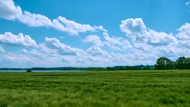 Champ de blé thimelapse avec un lac en arrière-plan . — Video