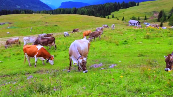 Krowy jedzą trawę. Niesamowite krowy mleczne na pięknej łące. — Wideo stockowe