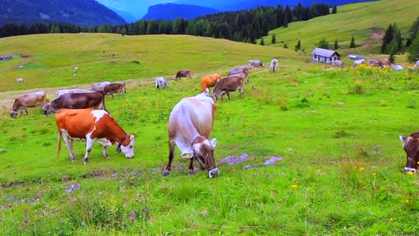 Krowy jedzą trawę. Niesamowite krowy mleczne na pięknej łące. — Wideo stockowe