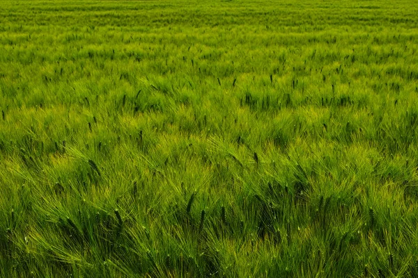 Поле зеленой пшеницы в летний солнечный день — стоковое фото