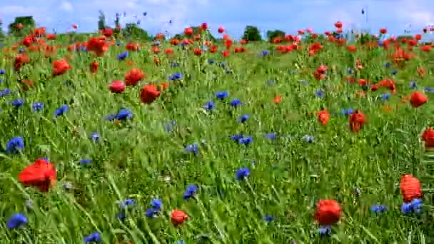 Las flores de verano se balancean en el viento en un día soleado de verano — Vídeos de Stock