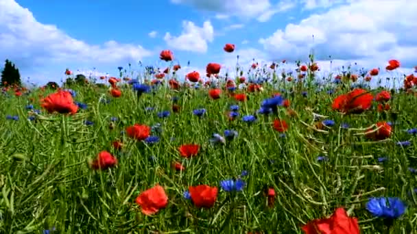 Las flores de verano se balancean en el viento en un día soleado de verano — Vídeos de Stock