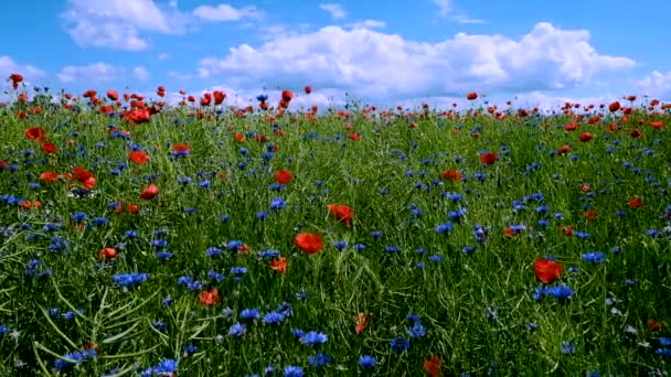 Літні квіти ширяють на вітрі в сонячний літній день — стокове відео