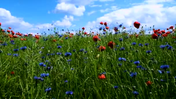 Las flores de verano se balancean en el viento en un día soleado de verano — Vídeos de Stock