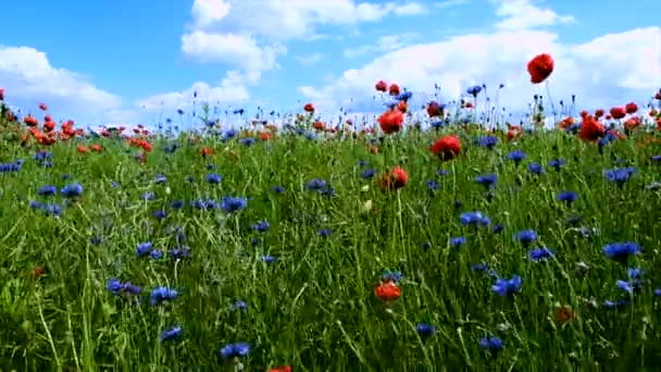 Summer flowers sway in the wind on a sunny summer day — Stock Video