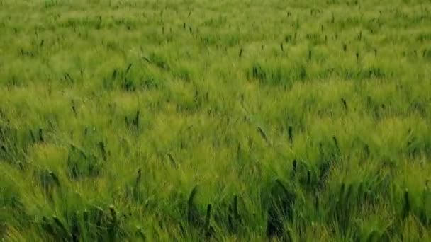 Champ de blé avec oreilles oscillant dans le vent — Video