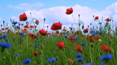 Yaz çiçekleri rüzgarda sallanıyor güneşli bir yaz gününde