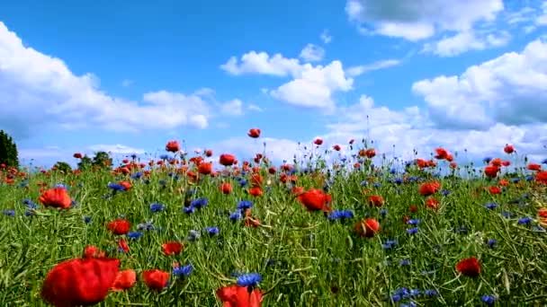 Las flores de verano se balancean en el viento en un día soleado de verano — Vídeos de Stock