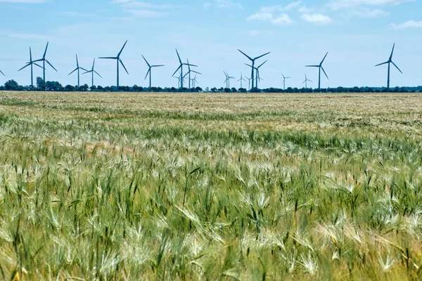 Campo de amadurecimento do trigo com moinho de vento no fundo . — Fotografia de Stock