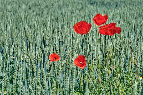 花のケシと緑の熟すライ麦の耳. — ストック写真