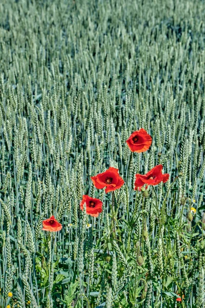 花のケシと緑の熟すライ麦の耳. — ストック写真