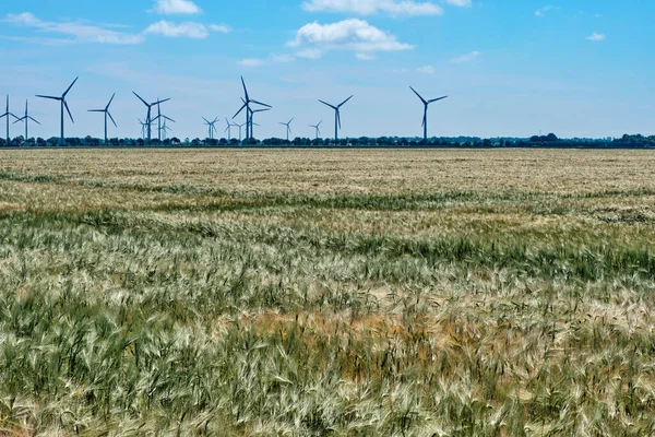 Pole zrání pšenice s větrným mlýnem v pozadí. — Stock fotografie