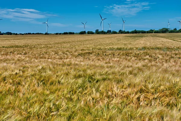 Reifendes Weizenfeld mit Windmühle im Hintergrund. — Stockfoto
