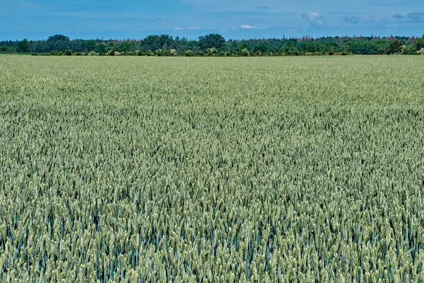 晴れた夏の日に熟す冬のライ麦のフィールド — ストック写真
