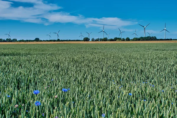 Campo di maturazione segale con mulino a vento sullo sfondo — Foto Stock