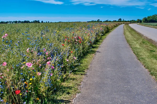 Campo de flores de verano, amapolas florecientes de cerca, a la luz del sol —  Fotos de Stock