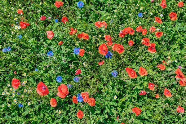 Campo de flores de verão, florescendo papoulas close-up, à luz do sol — Fotografia de Stock