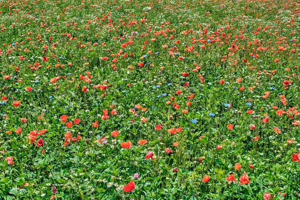 Campo de flores de verão, florescendo papoulas close-up, à luz do sol — Fotografia de Stock