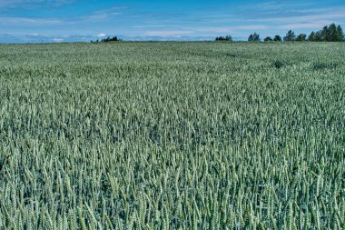 Güneşli bir yaz gününde olgunlaşan kış çavdarı tarlası