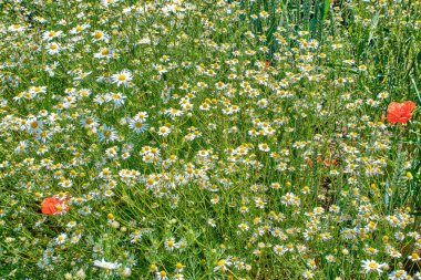 Papatya tarlası, çiçek açan papatya çiçeği, güneş ışığında yakın plan.