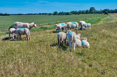 Güneşli bir günde koyunlar ve koçlar çayırda otlar.