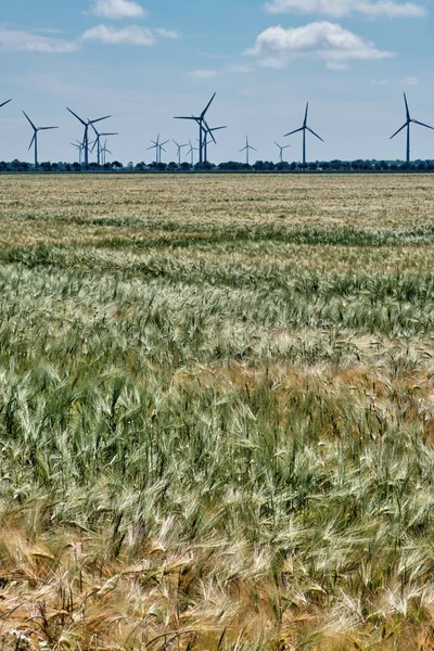 Gebied van rijpende tarwe met windmolen op de achtergrond. — Stockfoto