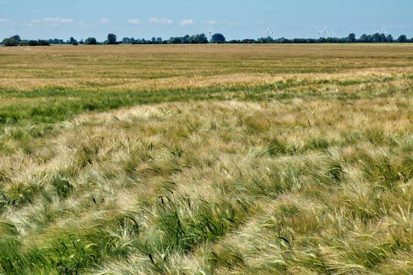 Campo de trigo en maduración primer plano en un día soleado de verano . — Foto de Stock