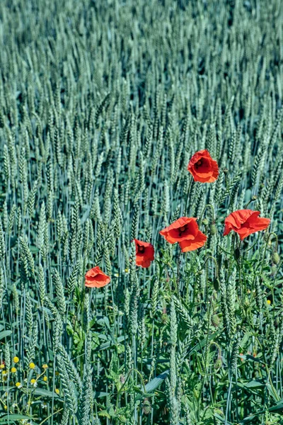 Ears of green ripening rye with flowering poppy. — Stock Photo, Image