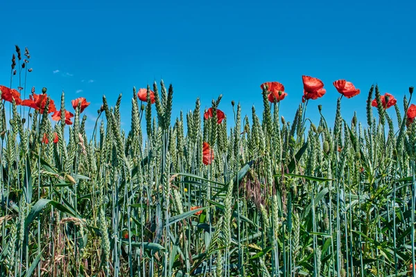 花のケシと緑の熟すライ麦の耳. — ストック写真