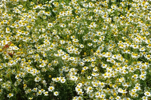 Chamomile field, blooming camomile close-up, in the sunlight — Stock Photo, Image