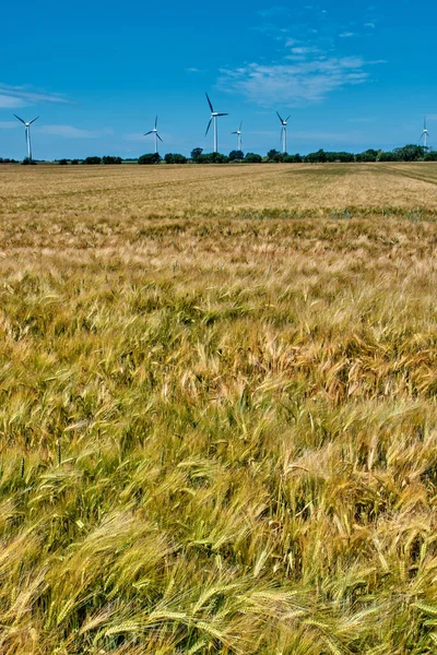 Gebied van rijpende tarwe met windmolen op de achtergrond. — Stockfoto