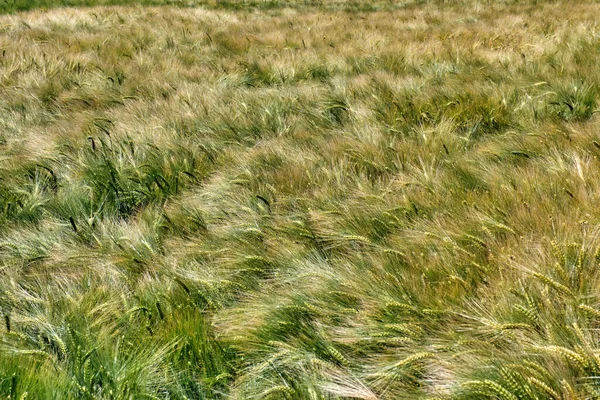 Campo de trigo en maduración en un soleado día de verano —  Fotos de Stock