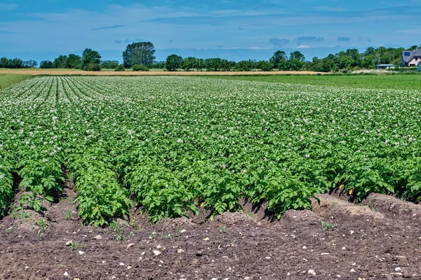 Feld blühender Kartoffeln an einem sonnigen Sommertag — Stockfoto