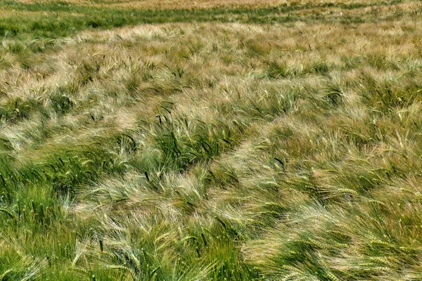 Campo de trigo en maduración en un soleado día de verano —  Fotos de Stock