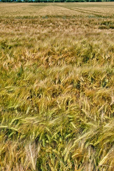 Campo di grano stagionato in una giornata estiva soleggiata — Foto Stock