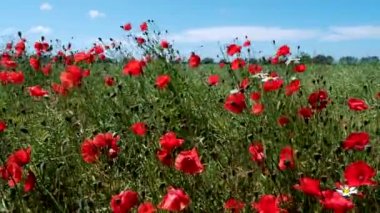 Çavdarın kulakları ve çiçekler rüzgarda sallanıyor..