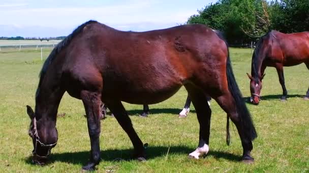 Koně pasou na louce v ohradě za slunečného dne — Stock video