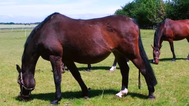 Les chevaux paissent dans une prairie dans un corral par une journée ensoleillée