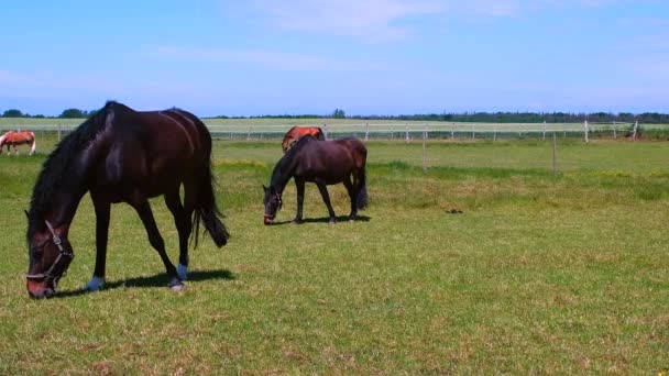 Pferde grasen an einem sonnigen Tag auf einer Weide in einem Gehege — Stockvideo