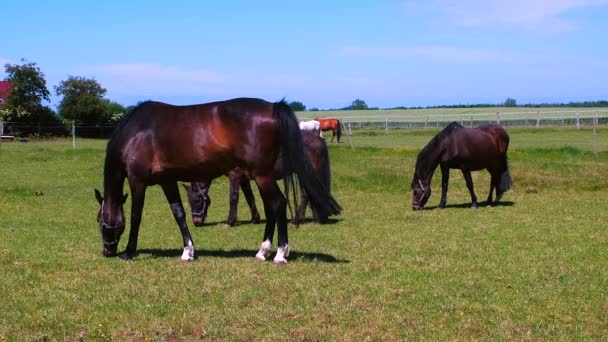 Paarden grazen in een weiland in een kraal op een zonnige dag — Stockvideo