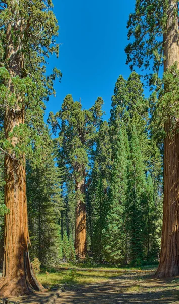 Majestic Giants Sequoia National Park California Usa — Stock fotografie