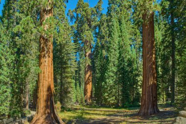 Kaliforniya, ABD 'deki Sequoia Ulusal Parkı' nda görkemli devler.